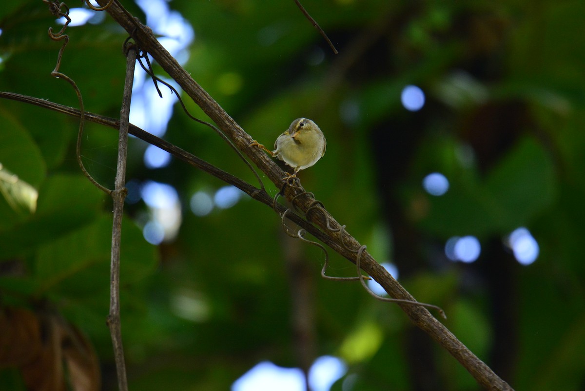 Yellow-browed Warbler - Jukree Sisonmak