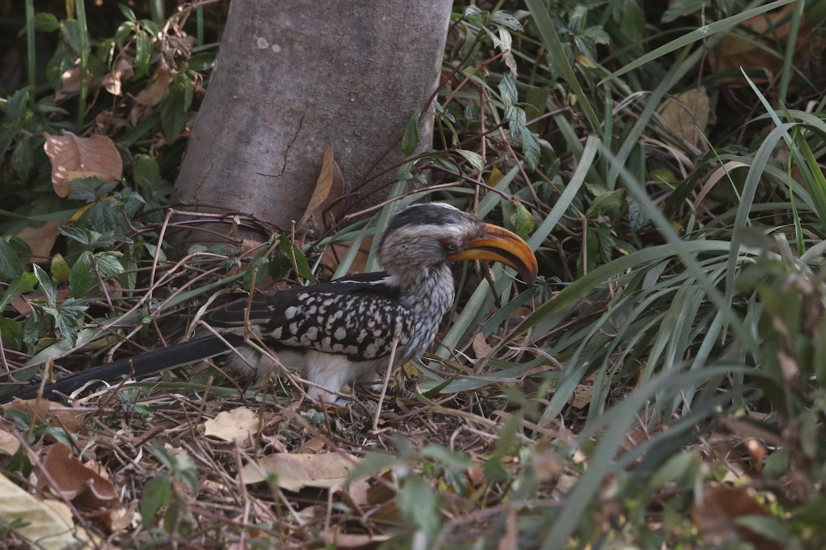 Southern Yellow-billed Hornbill - Finn Gretschel