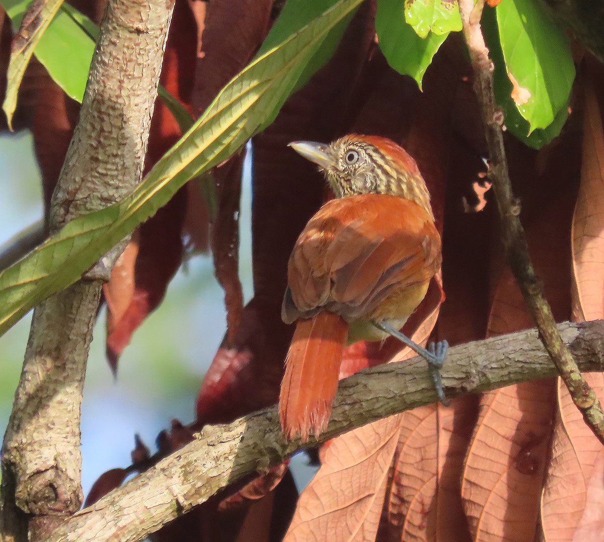 Barred Antshrike - ML611349197