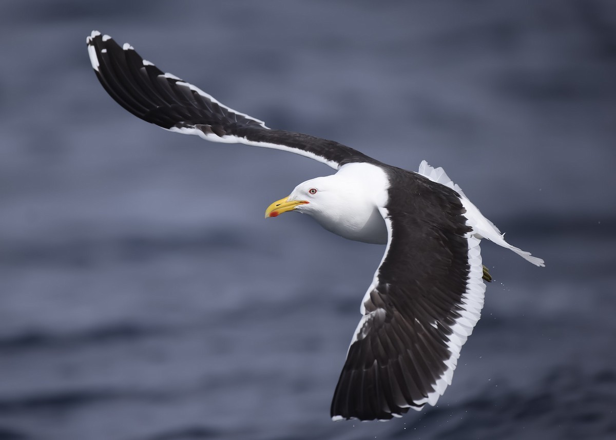 Kelp Gull (dominicanus) - ML611349223