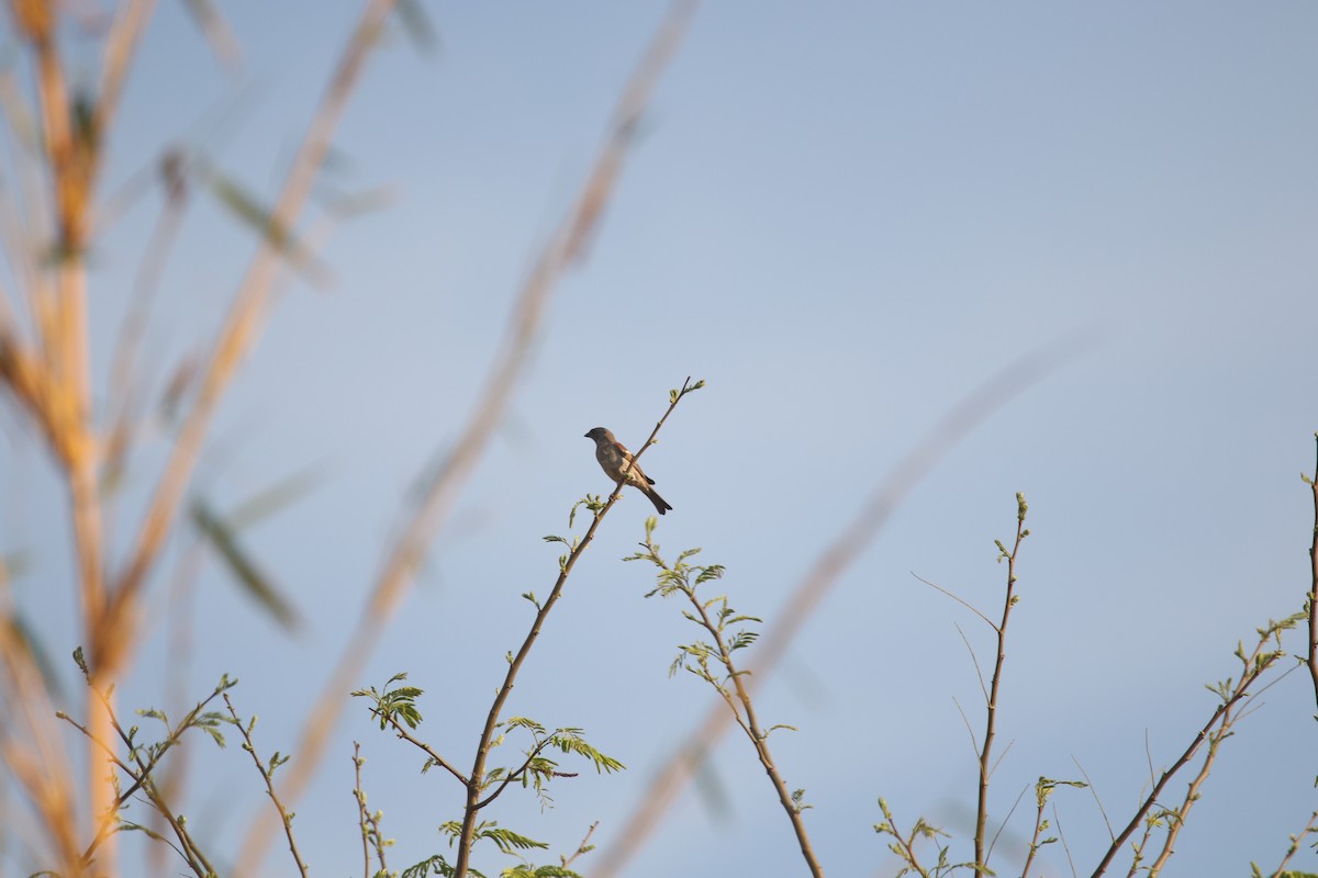 Southern Gray-headed Sparrow - Finn Gretschel