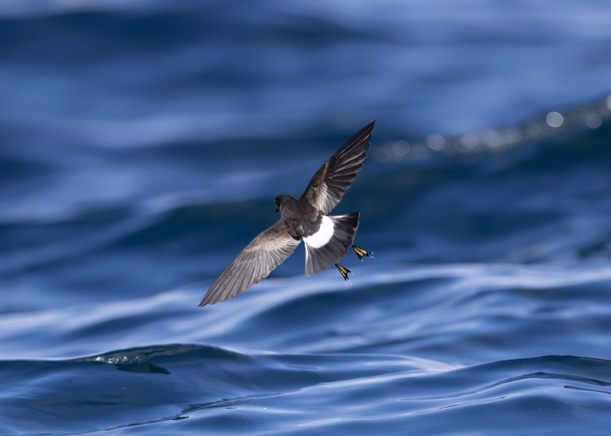 Wilson's Storm-Petrel - ML611349255