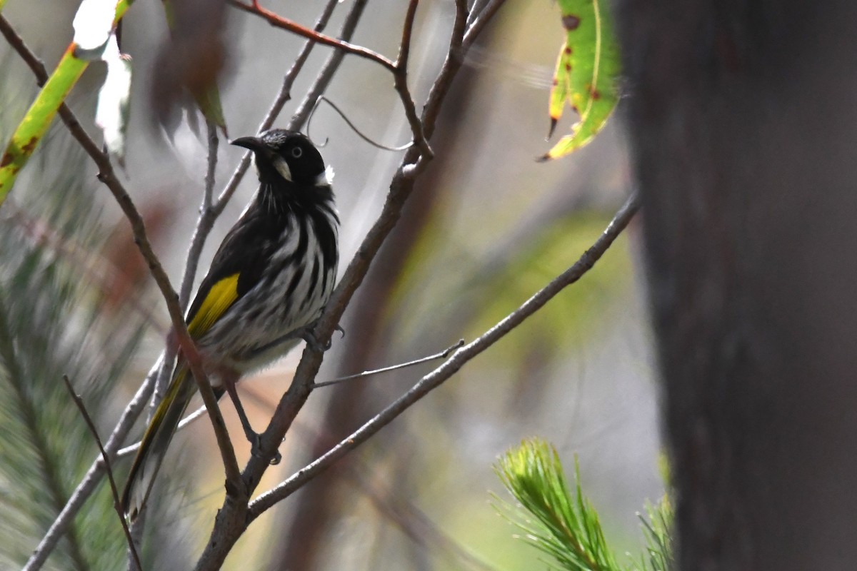 New Holland Honeyeater - ML611349272