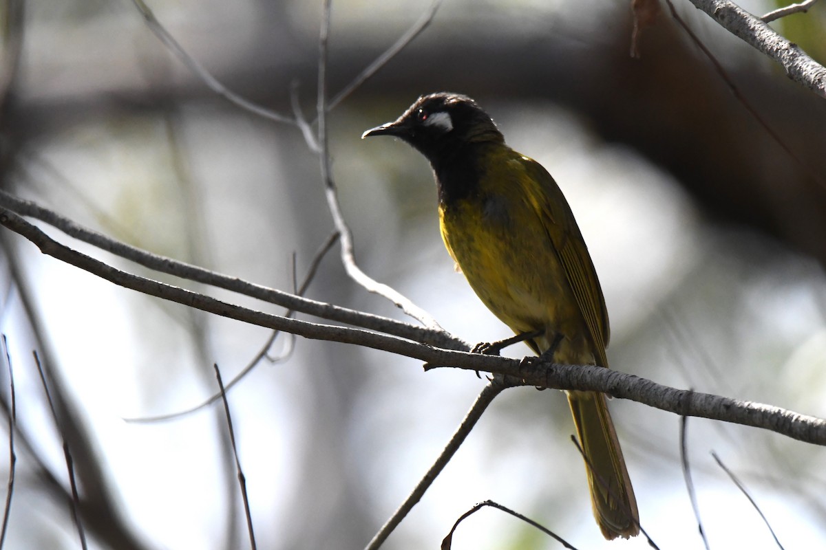 White-eared Honeyeater - ML611349281