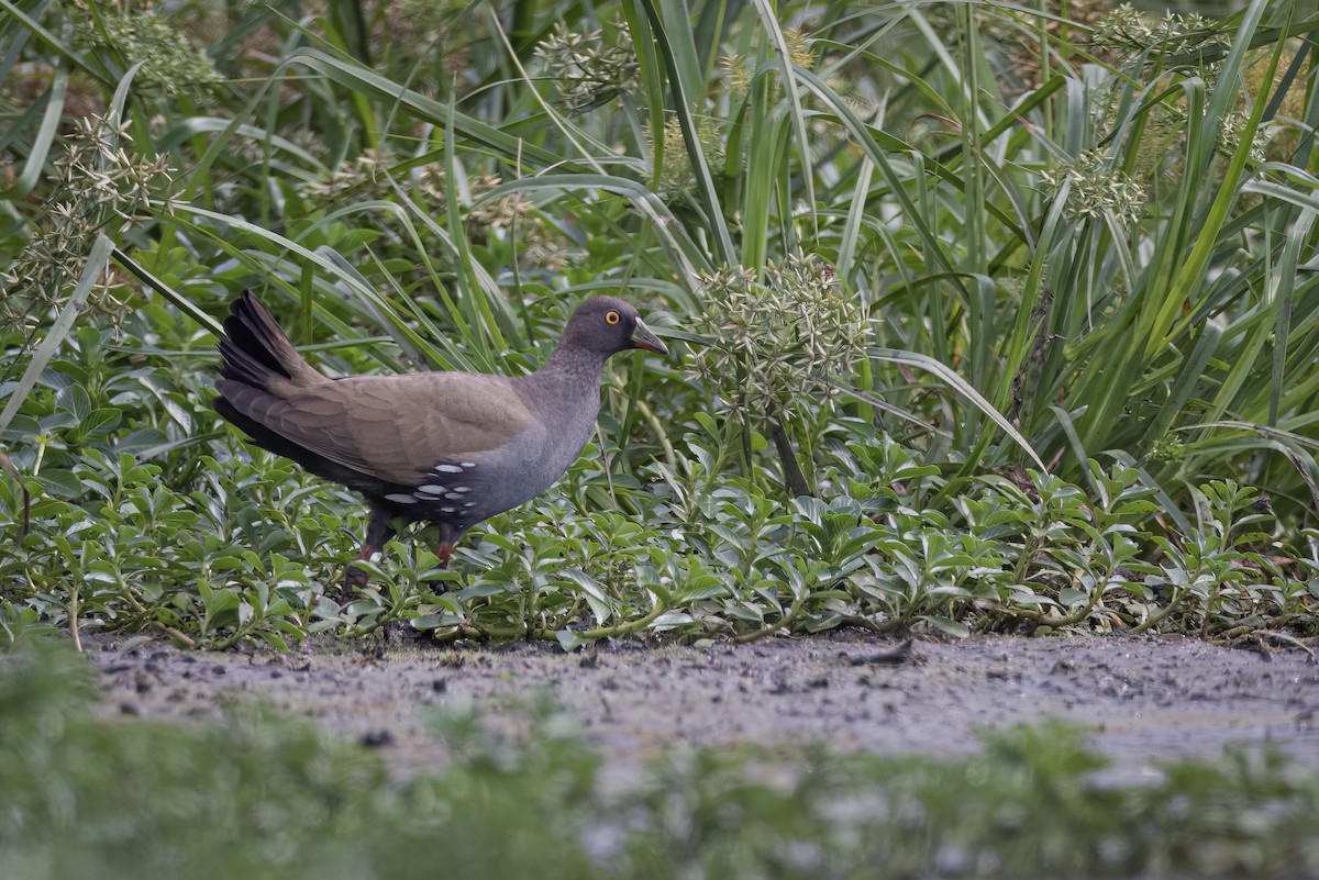 Black-tailed Nativehen - ML611349294