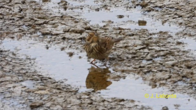 Corn Bunting - ML611349338