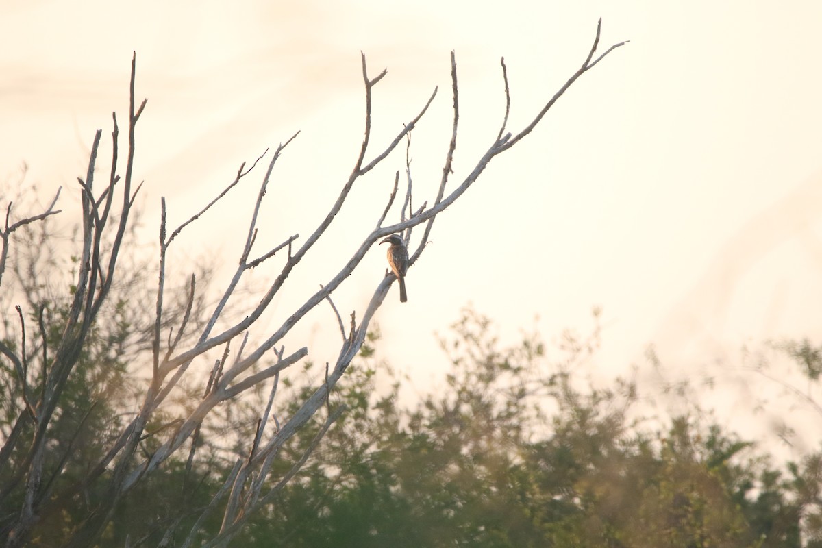African Gray Hornbill - Finn Gretschel