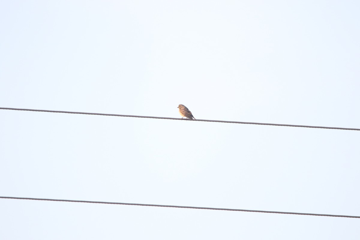 Yellow-fronted Canary - Finn Gretschel