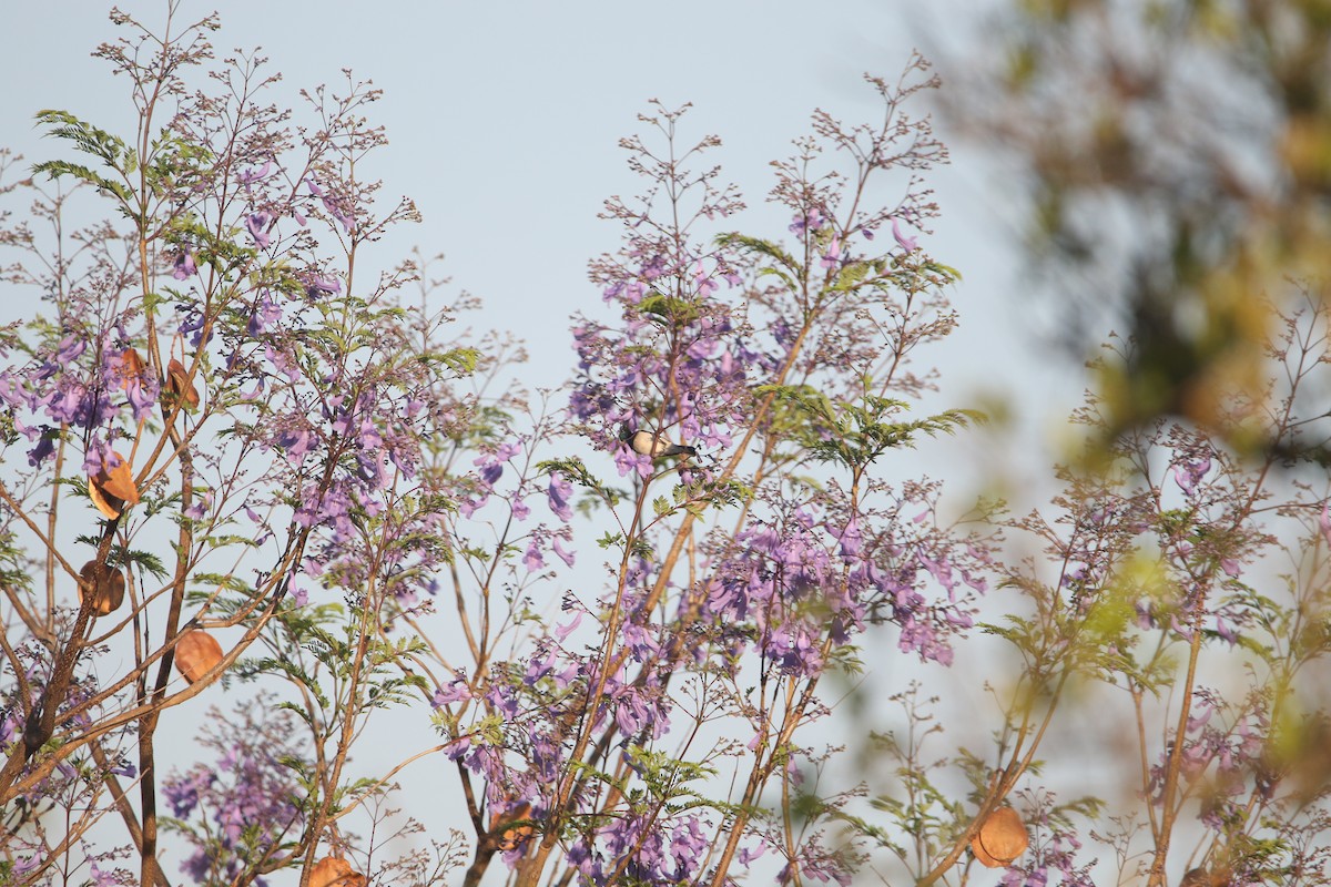 White-breasted Sunbird - Finn Gretschel