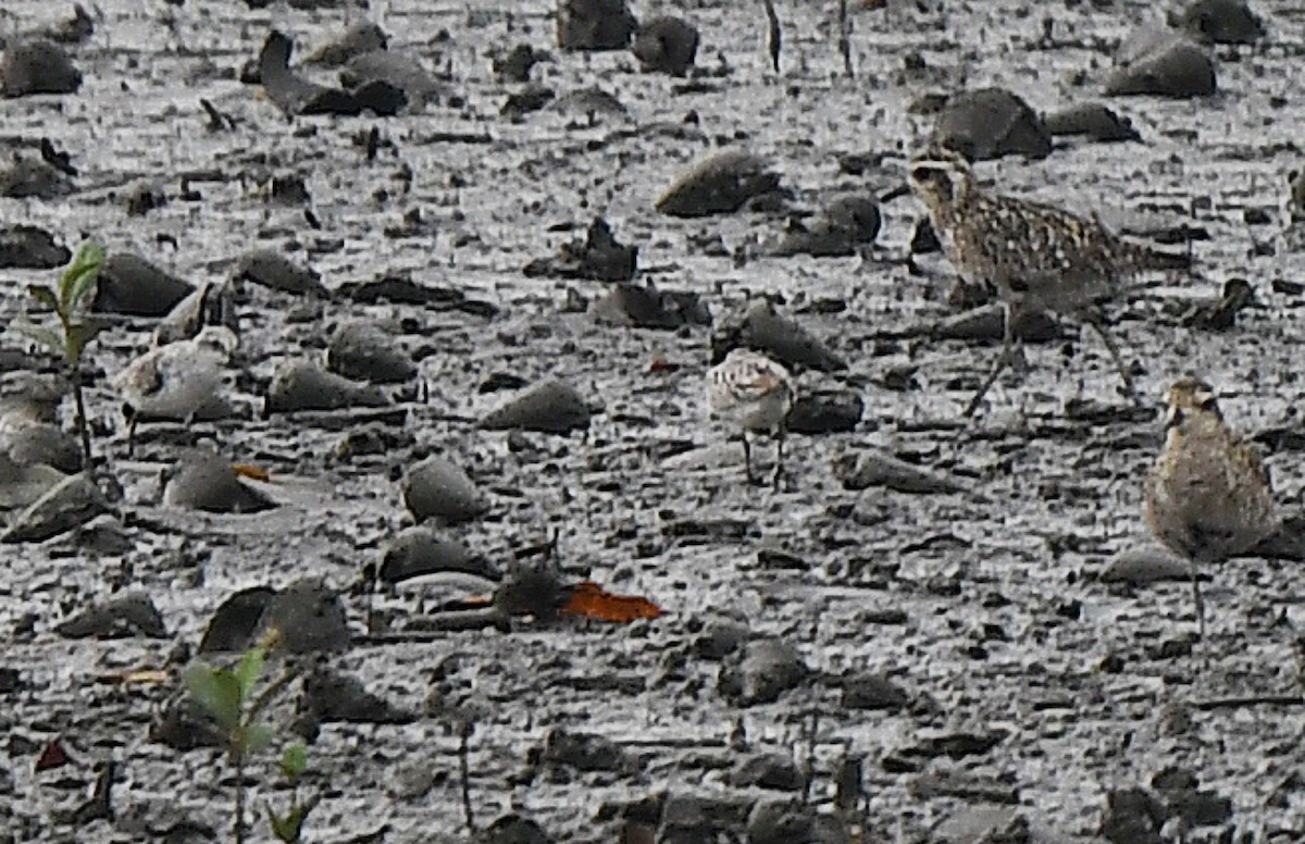 Сянби элсэг - ML611349507