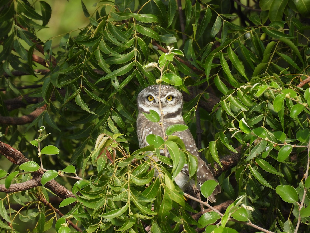 Spotted Owlet - Daan Joosen