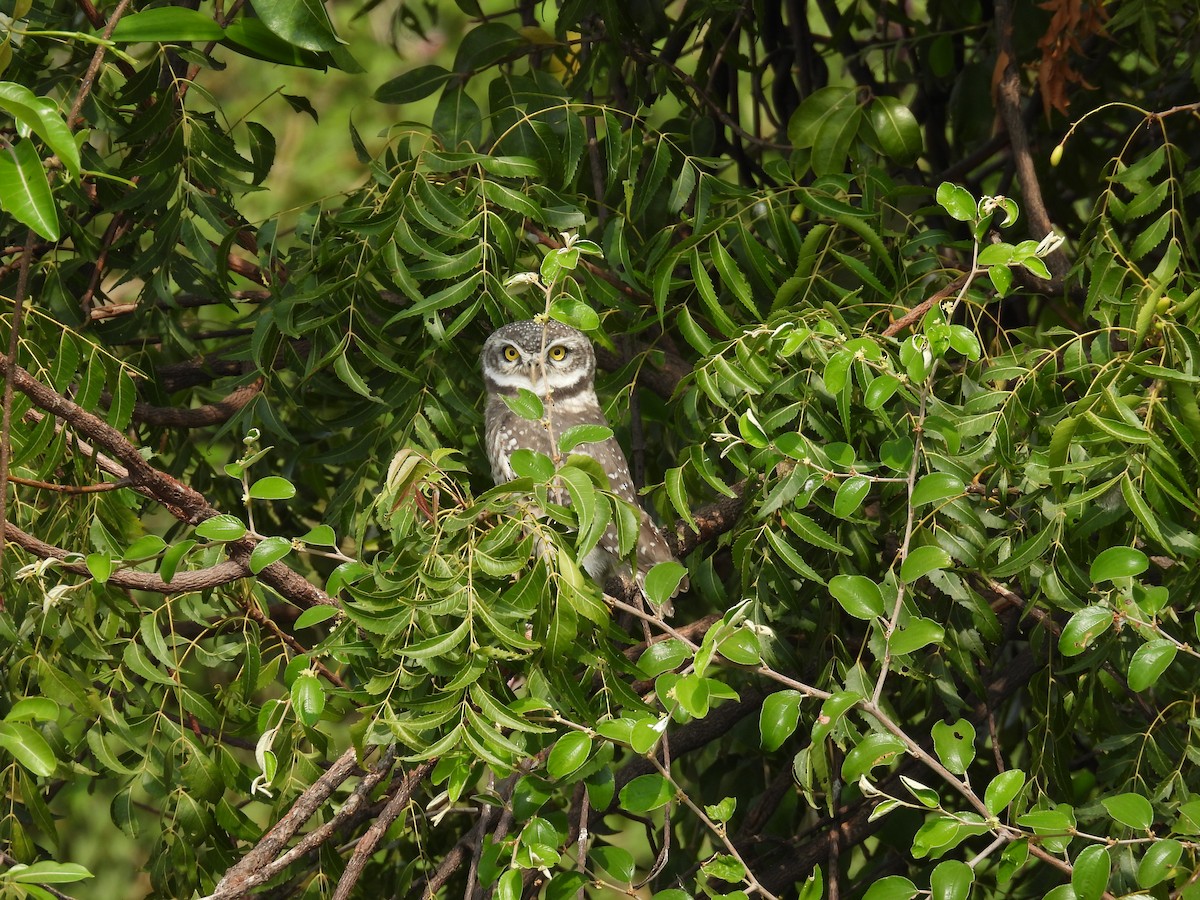 Spotted Owlet - Daan Joosen