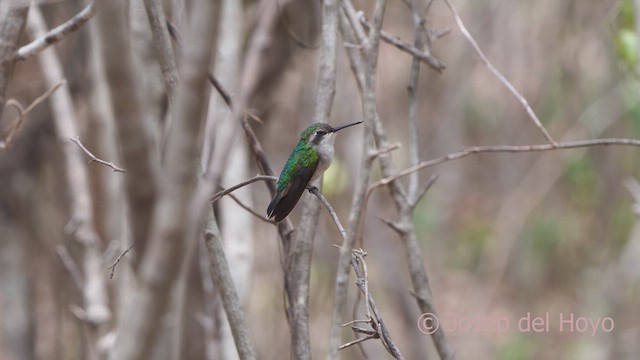 Red-billed Emerald - ML611349541