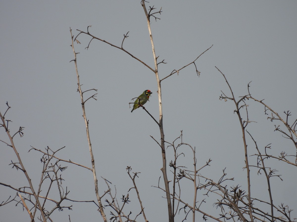 Coppersmith Barbet - Daan Joosen