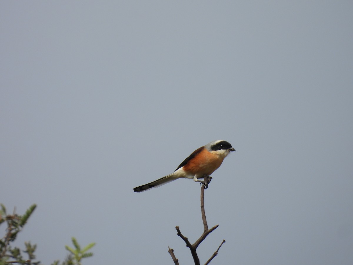 Bay-backed Shrike - Daan Joosen