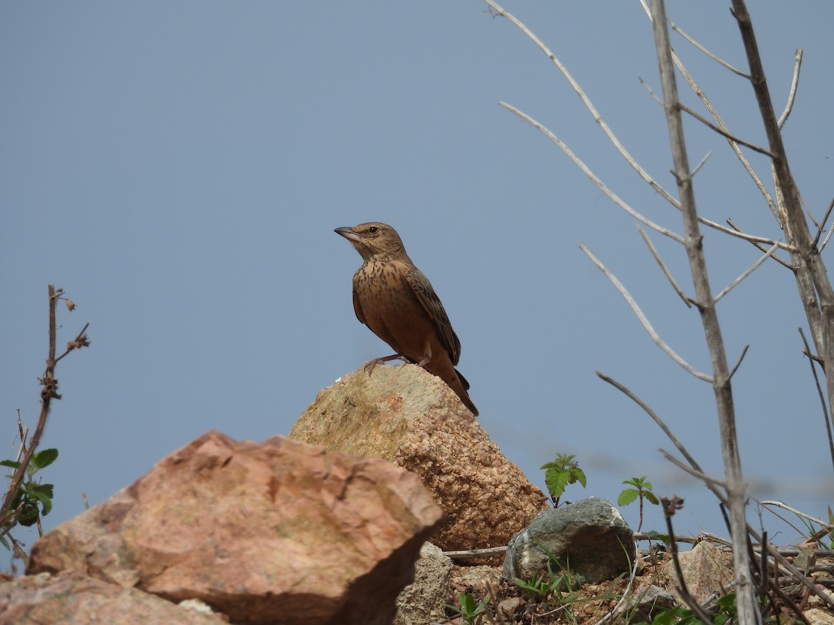 Rufous-tailed Lark - Daan Joosen