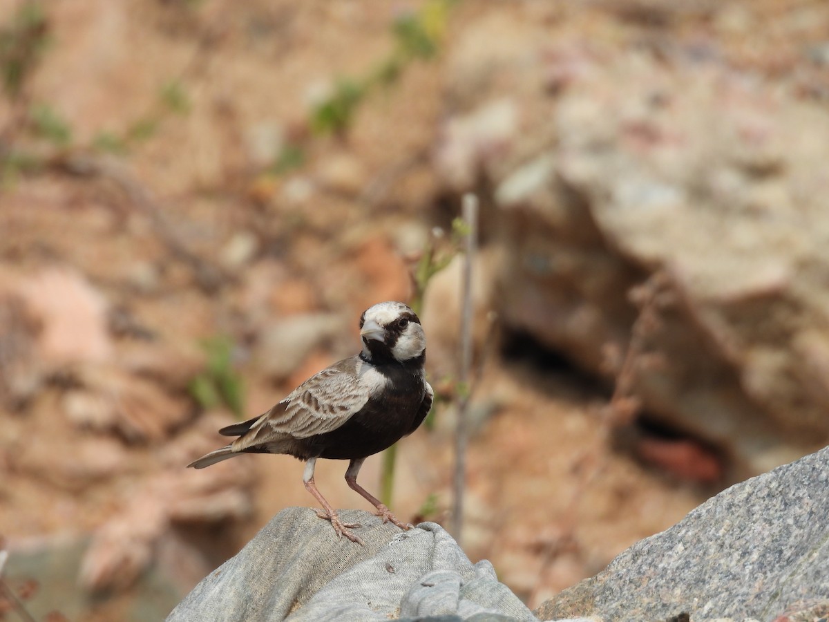 Ashy-crowned Sparrow-Lark - Daan Joosen