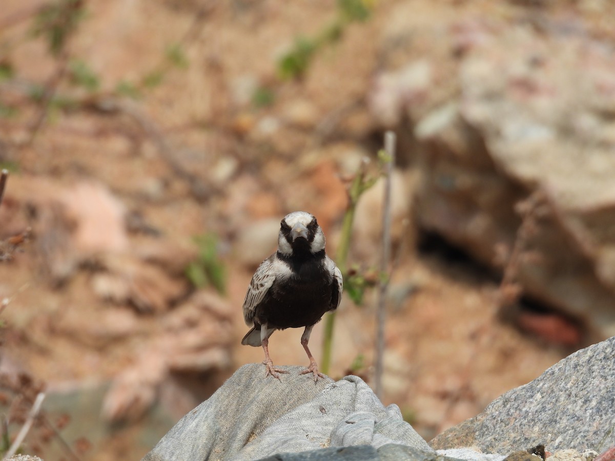 Ashy-crowned Sparrow-Lark - Daan Joosen