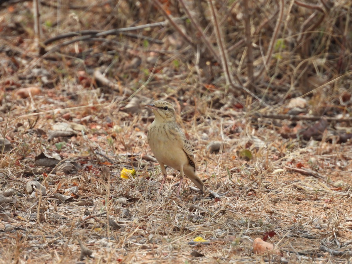 Paddyfield Pipit - Daan Joosen