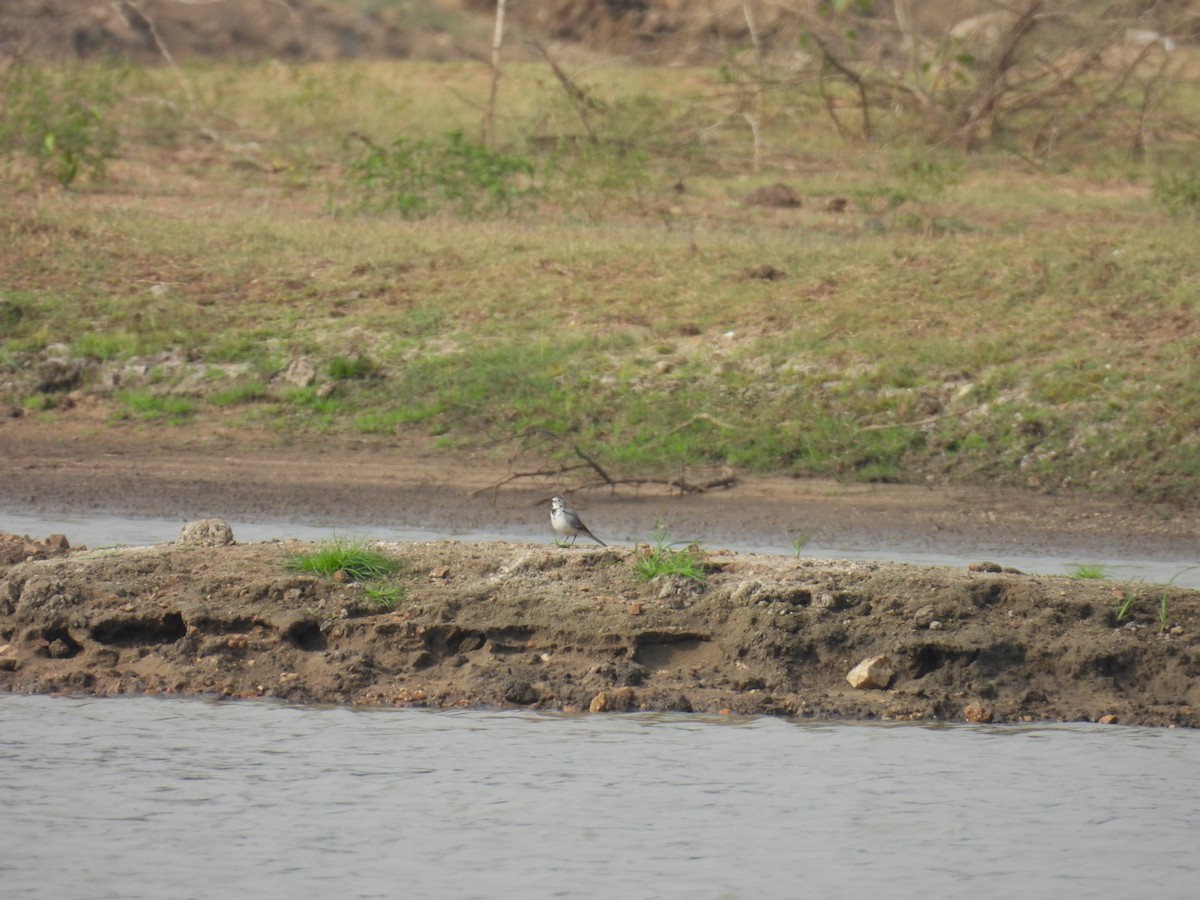 White Wagtail - Daan Joosen