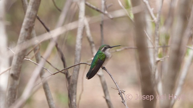 Red-billed Emerald - ML611349568