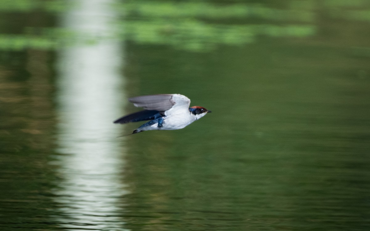 Wire-tailed Swallow - Sharang Satish