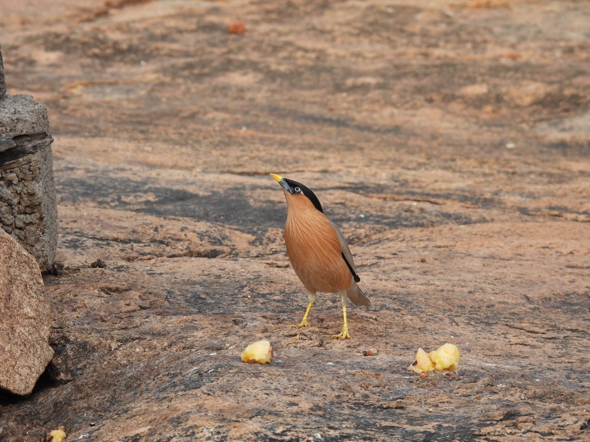 Brahminy Starling - Daan Joosen