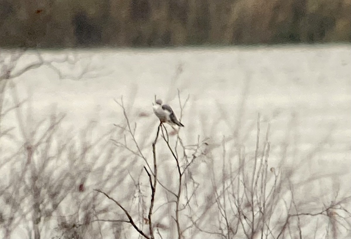 Black-winged Kite - ML611349673