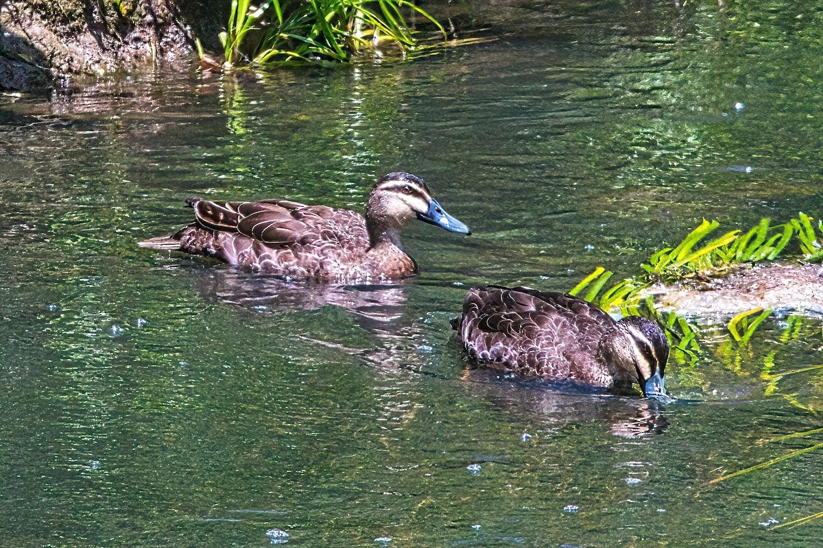 Pacific Black Duck - ML611349677