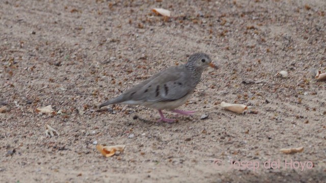 Common Ground Dove - ML611349700