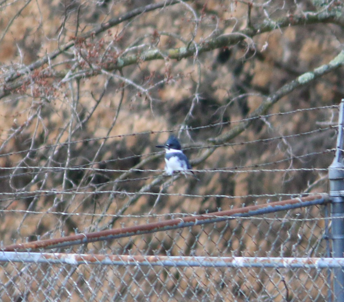 Belted Kingfisher - ML611349730
