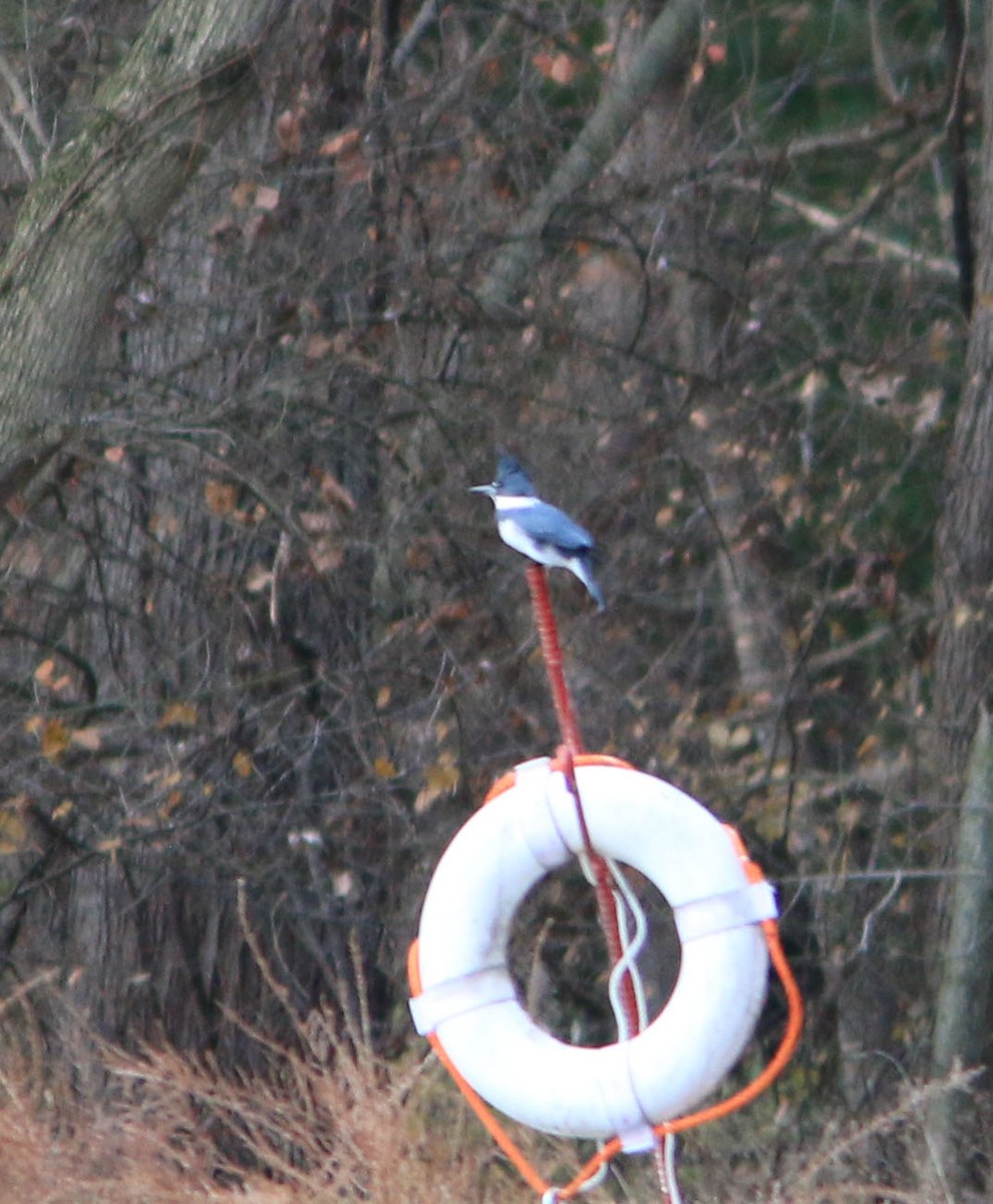 Belted Kingfisher - ML611349731