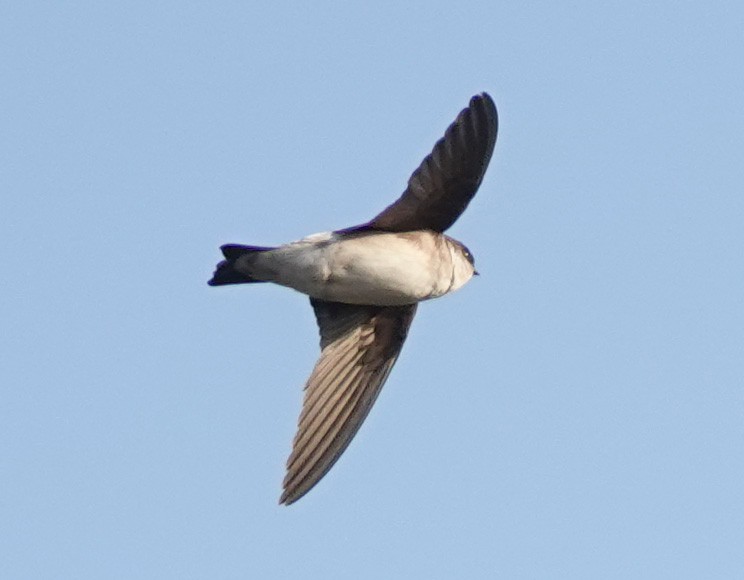 Asian House-Martin - 孟翰 謝