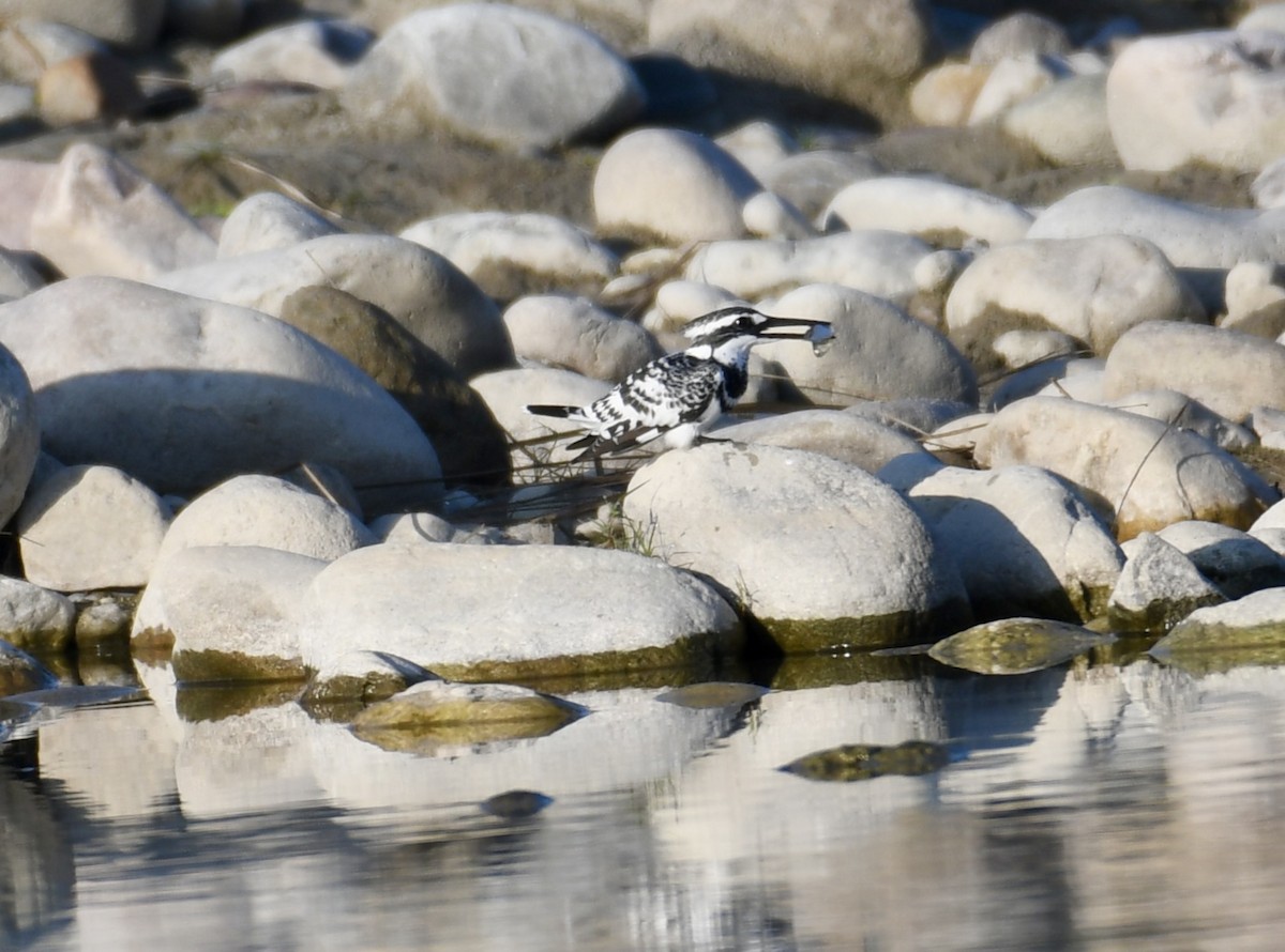 Pied Kingfisher - ML611349848