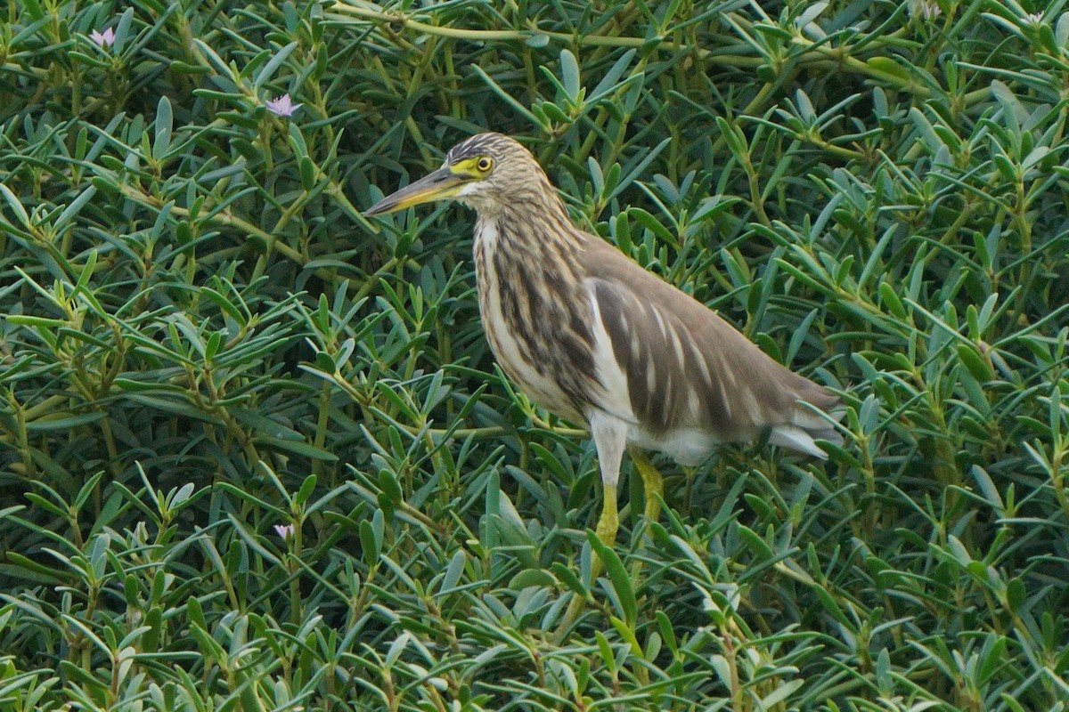 Indian Pond-Heron - ML611349852