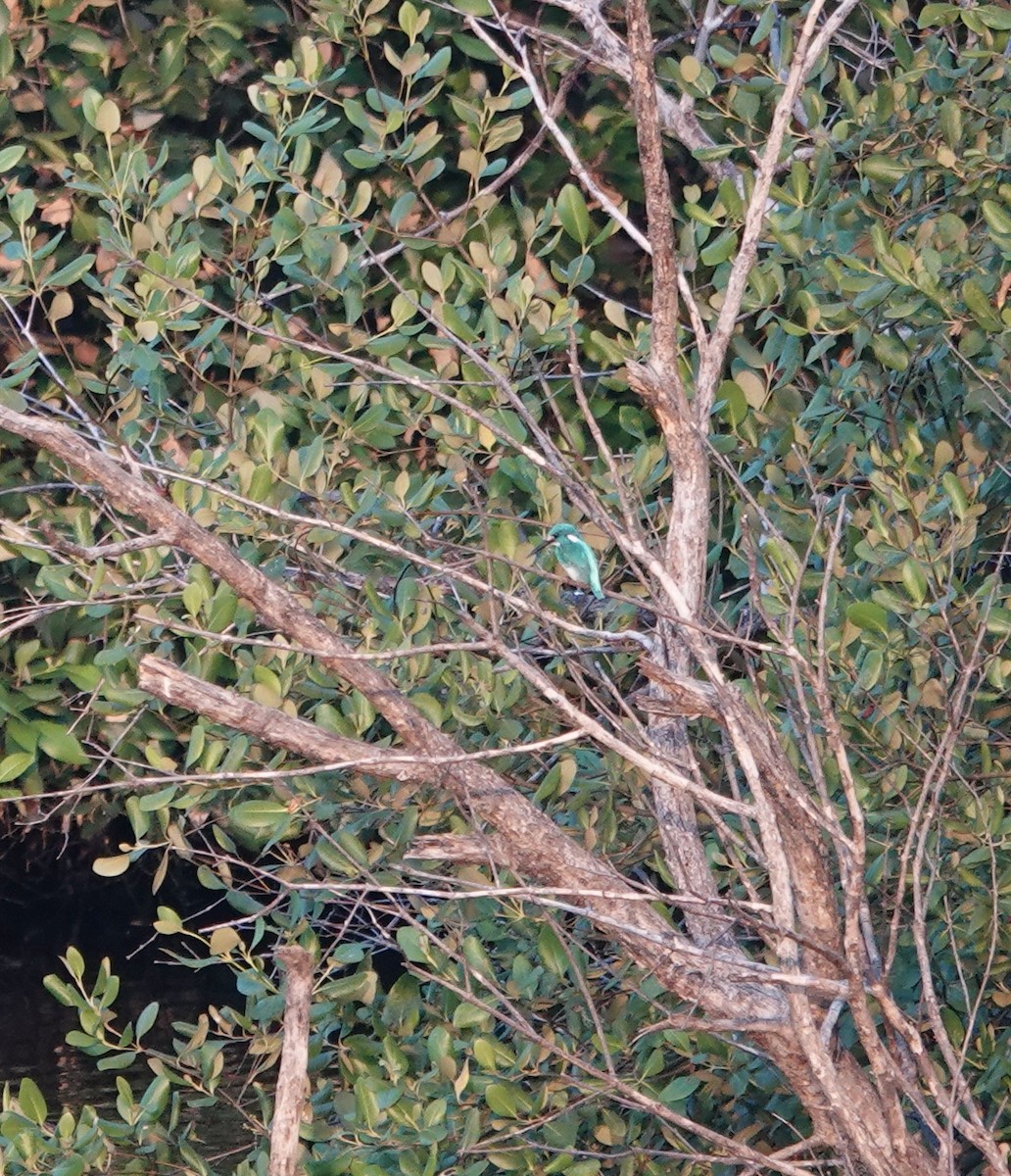 Small Blue Kingfisher - ML611349866