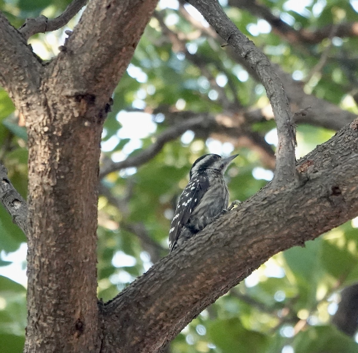 Sunda Pygmy Woodpecker - ML611349872