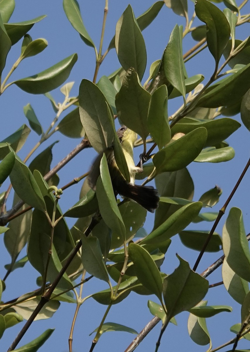 Golden-bellied Gerygone - ML611349878