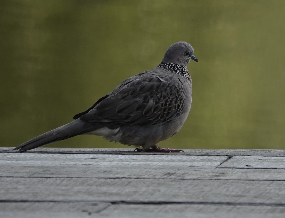 Spotted Dove - ML611349900