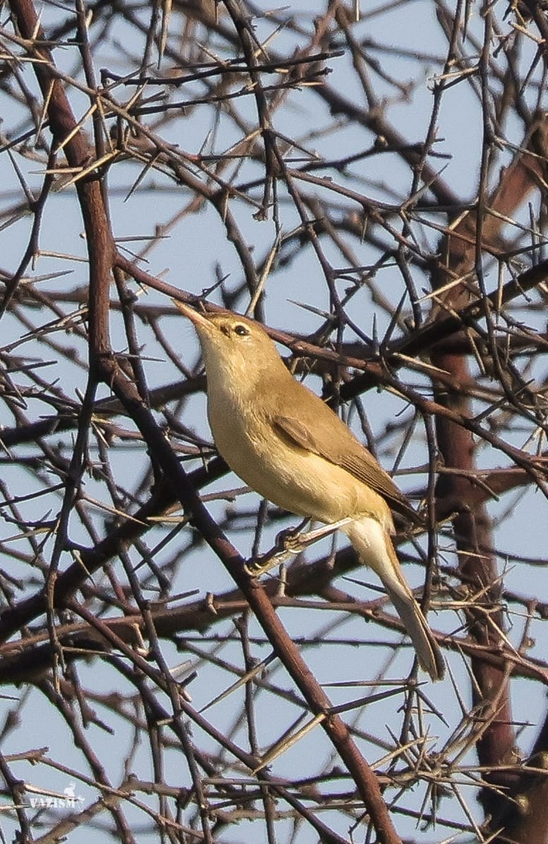 Sykes's Warbler - Coimbatore Nature Society