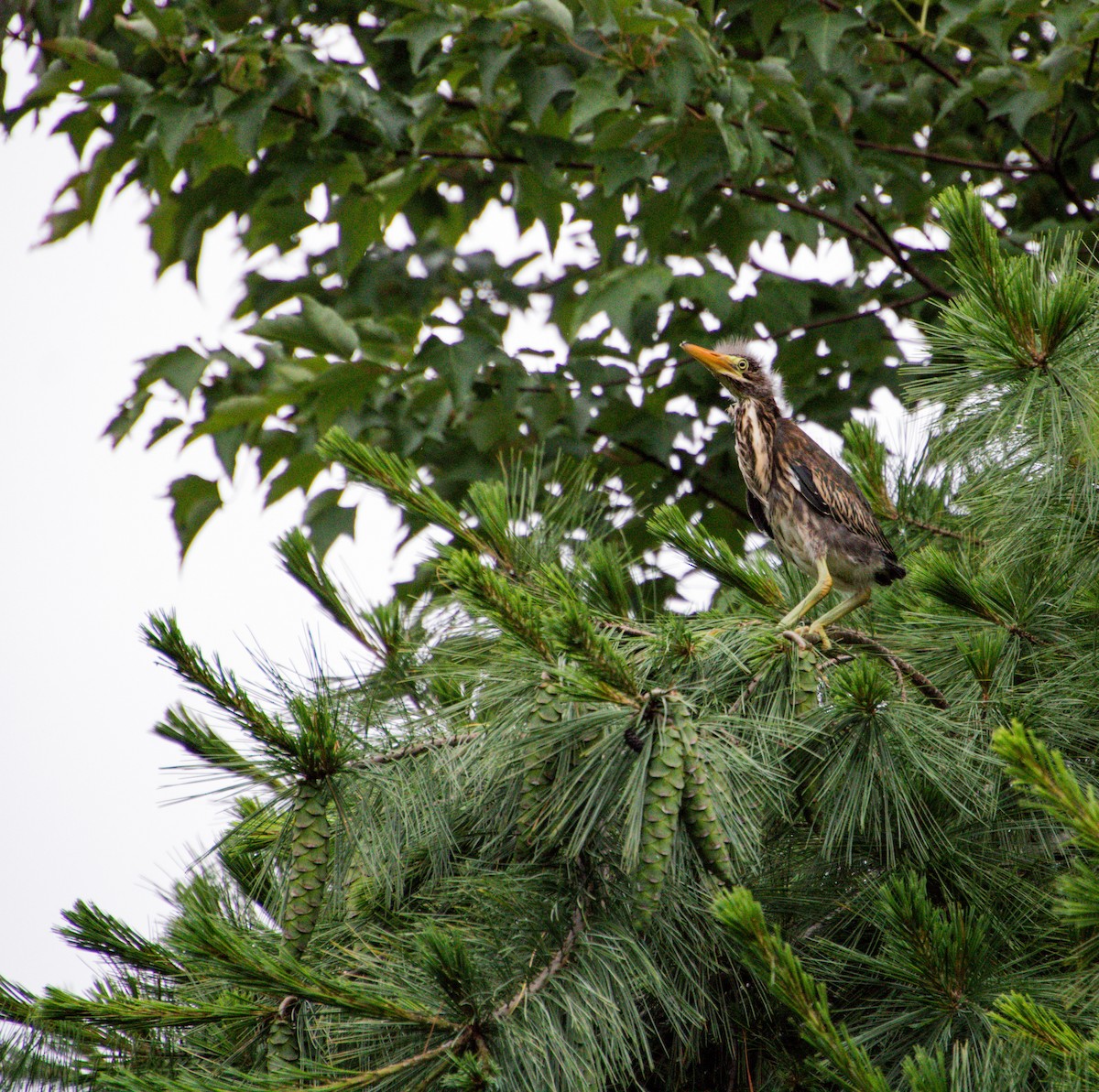 Green Heron - ML611350102