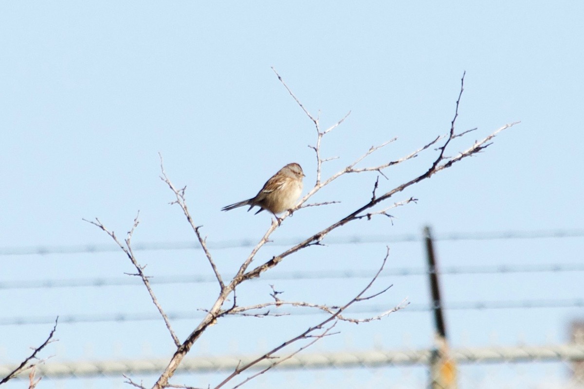 American Tree Sparrow - ML611350105