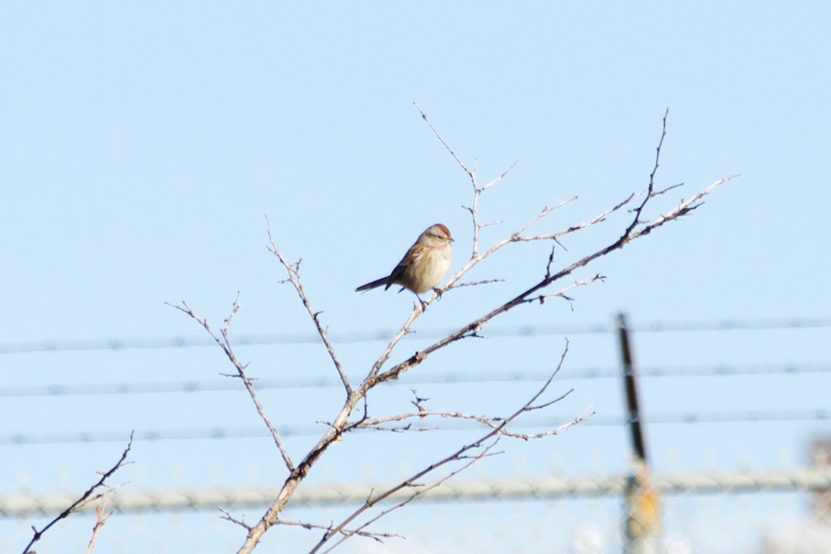 American Tree Sparrow - ML611350106