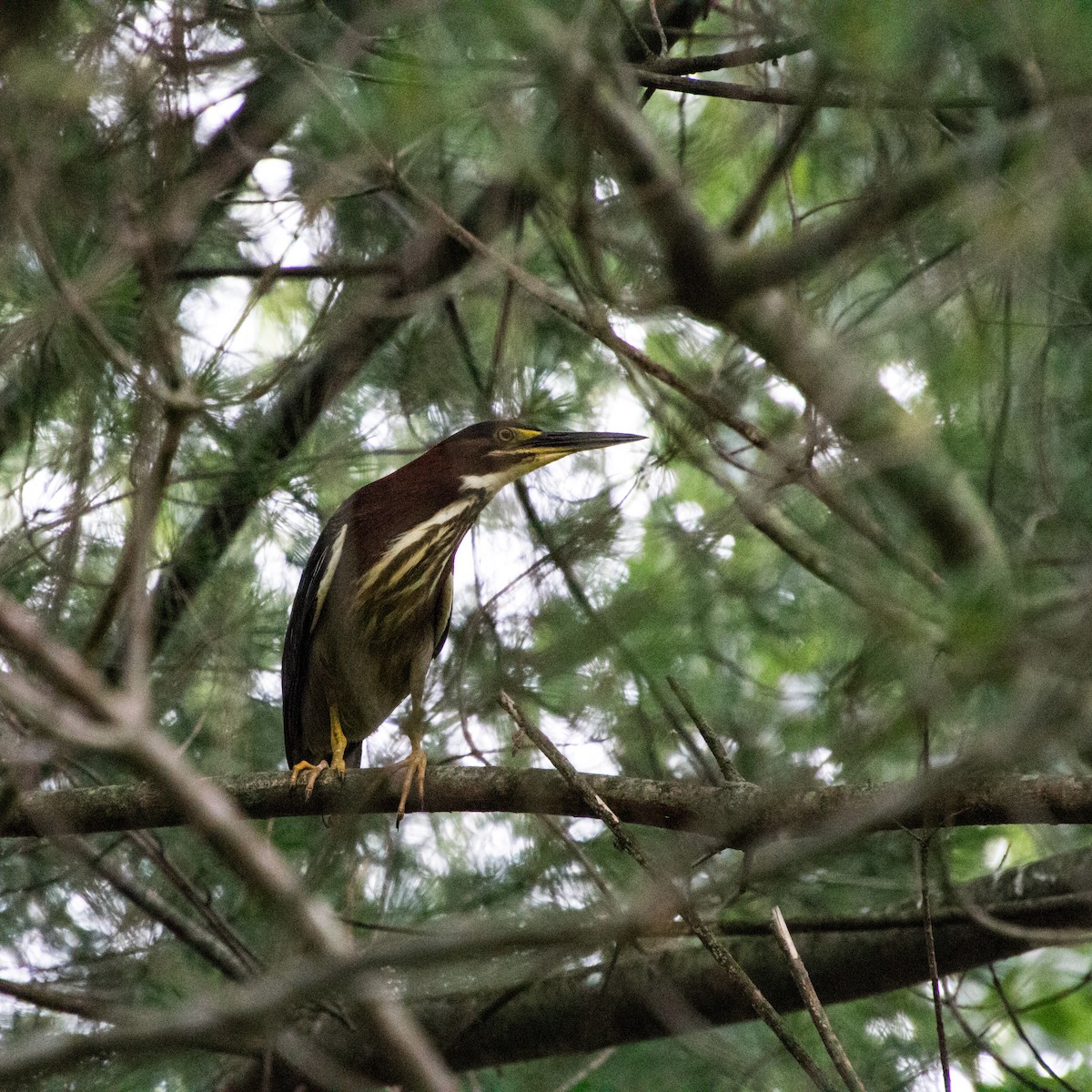 Green Heron - ML611350109