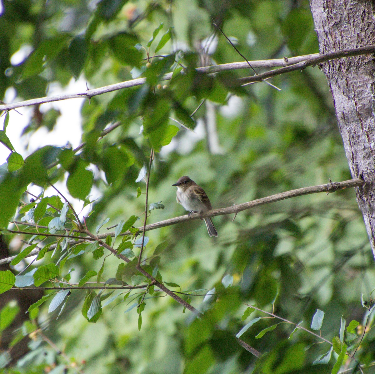 Eastern Phoebe - ML611350117