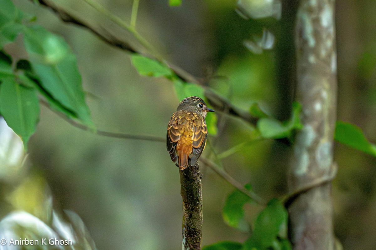 Ferruginous Flycatcher - Anirban K Ghosh