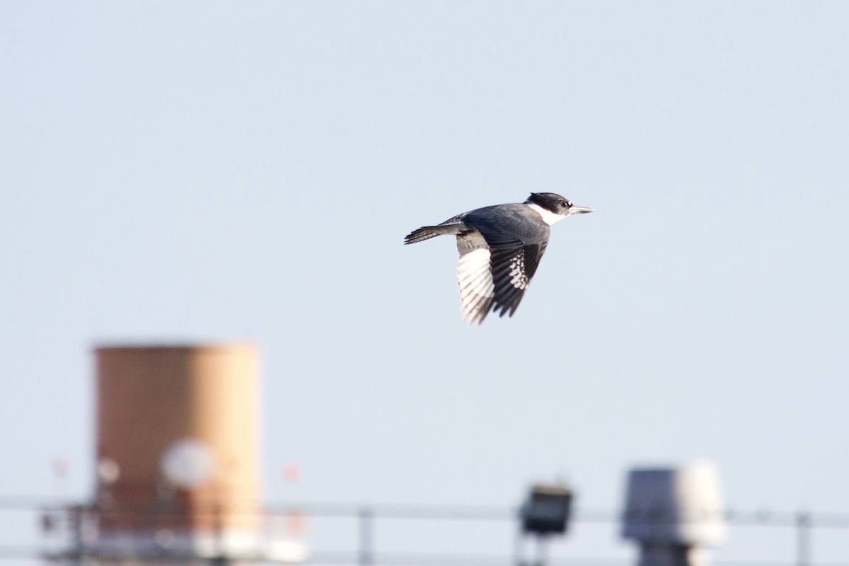 Belted Kingfisher - ML611350122