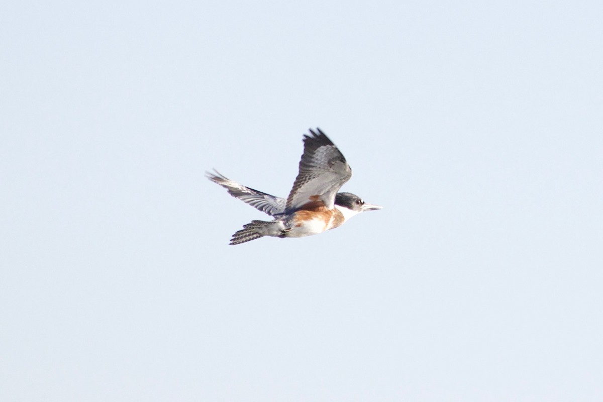 Belted Kingfisher - ML611350123