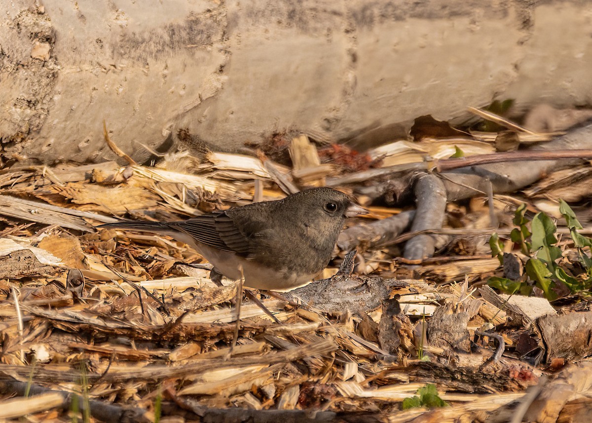 Dark-eyed Junco - Marc Boisvert