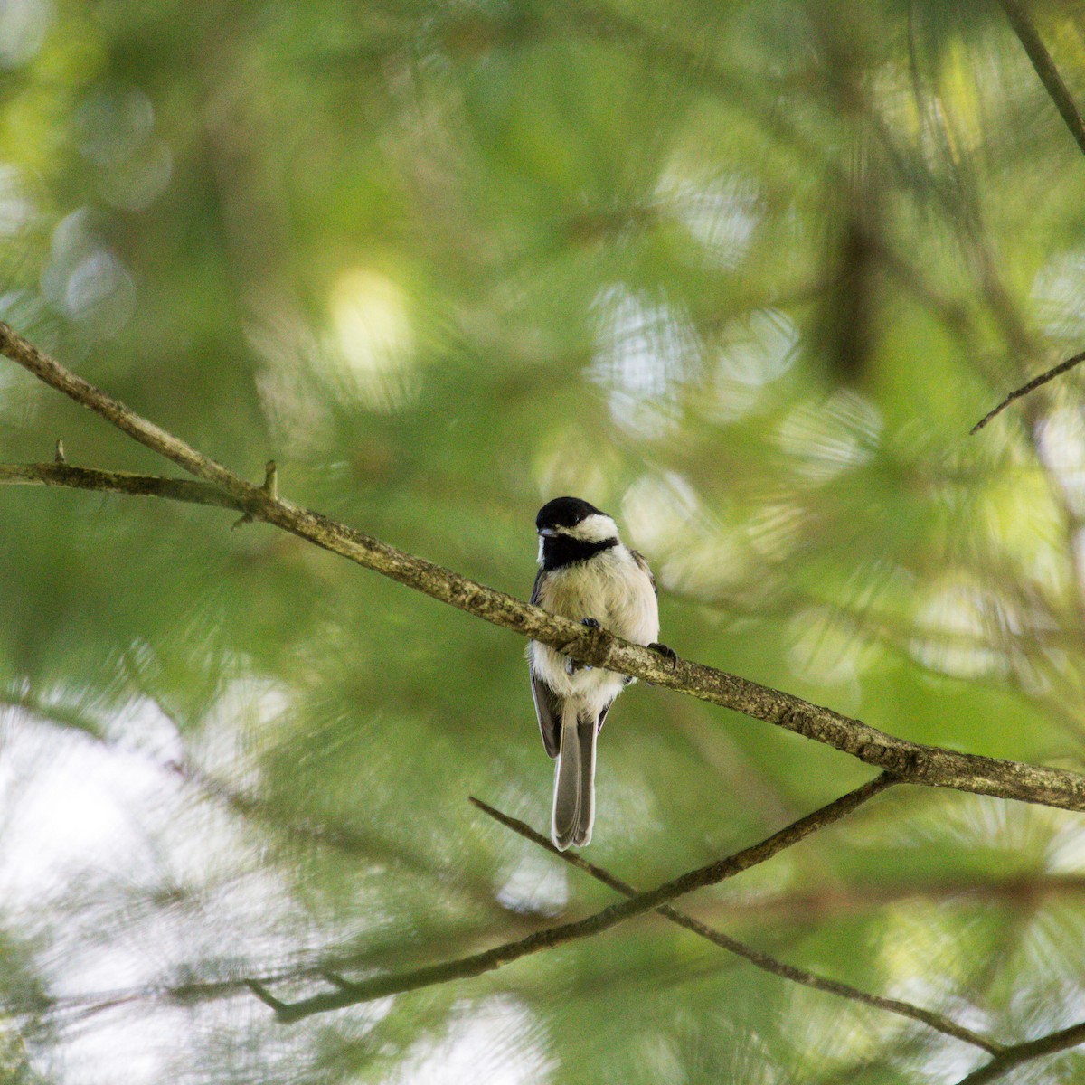 Black-capped Chickadee - ML611350138